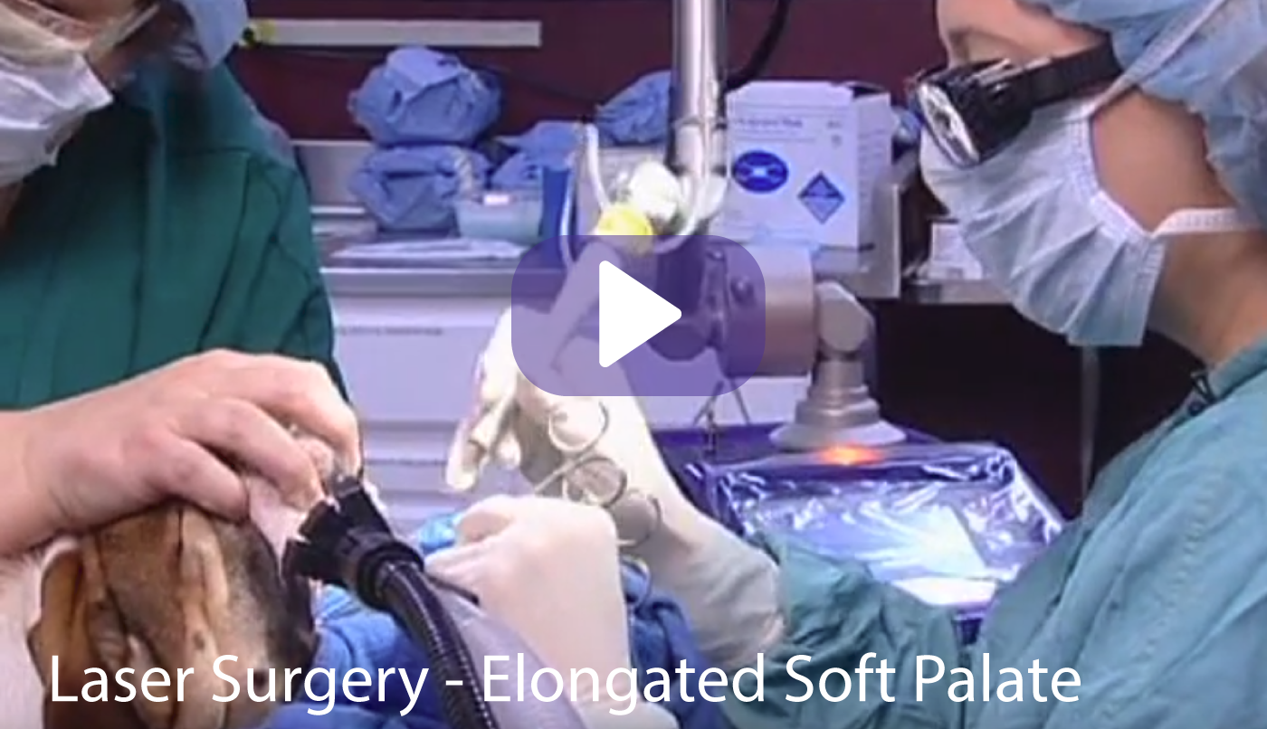 Veterinary Laser Surgery Elongated Soft Palate